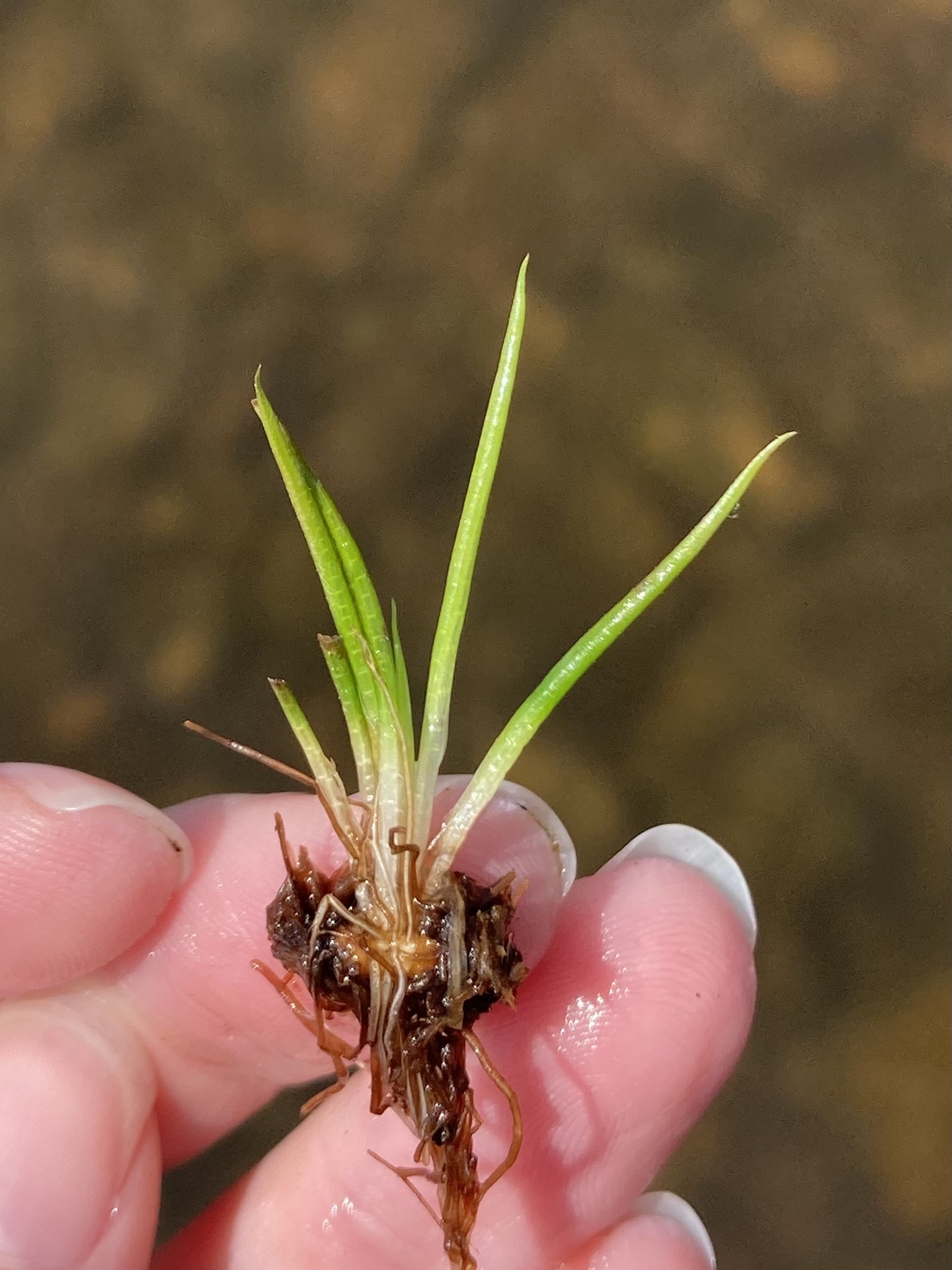 Isoetes viridimontana
