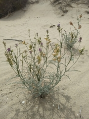 Astragalus magdalenae