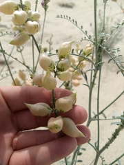 Astragalus magdalenae