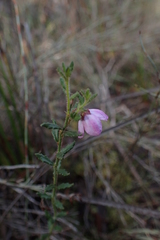 Tetratheca labillardierei