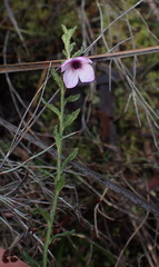 Tetratheca labillardierei