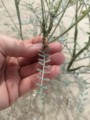 Astragalus magdalenae