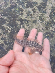 Hypsoblennius gilberti