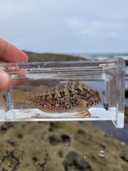 Hypsoblennius gilberti