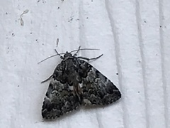 Allotria