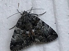 Allotria
