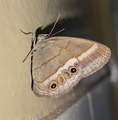 Yphthimoides eriphule