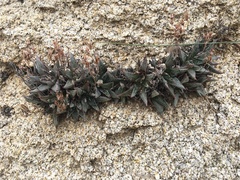 Dudleya abramsii abramsii