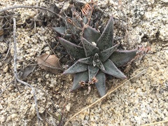 Dudleya abramsii abramsii