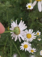 Tripleurospermum inodorum