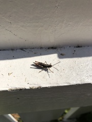 Chorthippus brunneus
