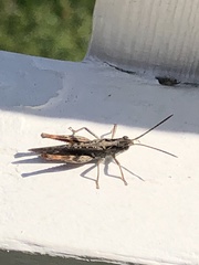 Chorthippus brunneus