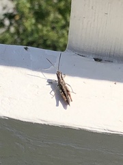 Chorthippus brunneus