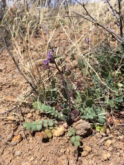 Phacelia bombycina