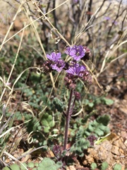 Phacelia bombycina