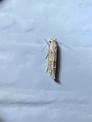 Mompha brevivittella