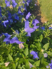 Platycodon