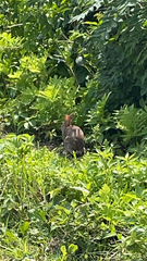 Sylvilagus floridanus
