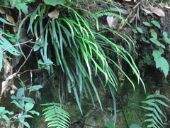 Haplopteris flexuosa