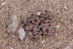 Euphorbia copiapina