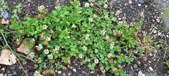 Trifolium repens