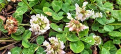 Trifolium repens