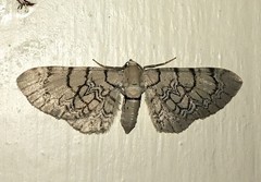 Eupithecia venosata