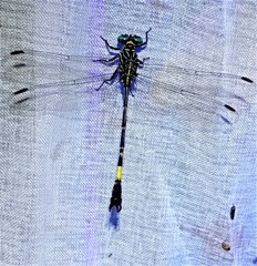 Epigomphus subobtusus