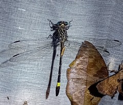 Epigomphus subobtusus