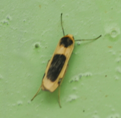 Thysanoptyx