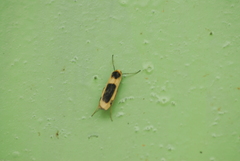 Thysanoptyx
