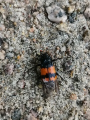 Nicrophorus investigator
