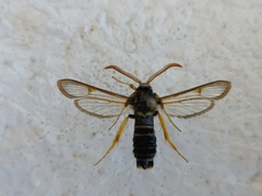 Eusphecia melanocephala