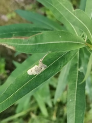 Mompha raschkiella