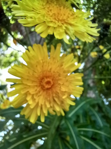 Shrubby Sow Thistle