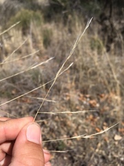 Aristida ternipes