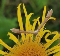 Stenoptilia pterodactyla