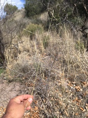Aristida ternipes