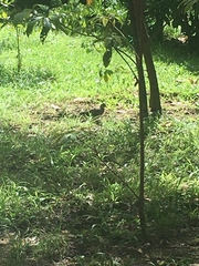 Streptopelia chinensis