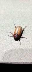 Phyllophaga