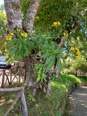 Sonchus fruticosus