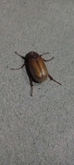 Phyllophaga