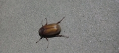 Phyllophaga