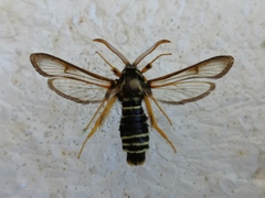 Eusphecia melanocephala