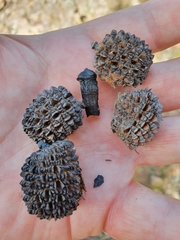 Allocasuarina inophloia