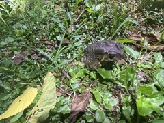 Duttaphrynus melanostictus