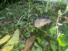 Duttaphrynus melanostictus