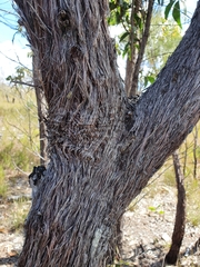 Allocasuarina inophloia
