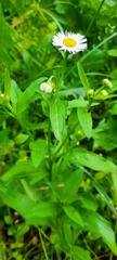Erigeron annuus