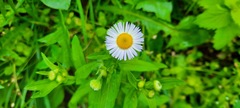 Erigeron annuus